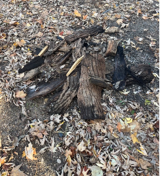 large stump and bark that cannot be picked up by leaf removal truck